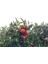 Tüplü Aşılı Kokulu King Mandalina Fidanı 2 Yaş (100-120 Cm) 1