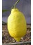 Tüplü Aşılı Enterdonat Limon Fidanı (2 Yaş 100-120 Cm) 1