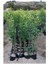 Tüplü Volkamariana Limon Anacı 100-120 Cm (2 Yaş- Aşılanabilir Veya Reçellik Limon Meyvesi Alınabilir ) 1
