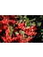4 Adet Saksıda Ateş Dikeni (Pyracantha) Fidanı (80-110 Cm) 2