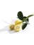 Tüplü Aşılı Lime Tahiti Limequat Fidanı 2 Yaş 80-110 Cm Boy 1