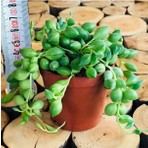 Egzotik Bahçe Egzotikbahçe Senecio Rowleyanus Boncuk Yapılı Sarkıcı Sukulent - Tesbih Çiçeği