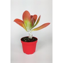 Toptan Kaktüs Kalanchoe Thyrsiflora - Çöl Lahanası - Ciğer Sukulent - Kırmızı Yapraklı - 8.5 cm Kırmızı Saksıda