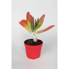 Toptan Kaktüs Kalanchoe Thyrsiflora - Çöl Lahanası - Ciğer Sukulent - Kırmızı Yapraklı - 8.5 cm Kırmızı Saksıda