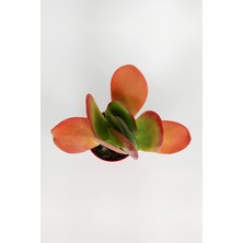 Toptan Kaktüs Kalanchoe Thyrsiflora - Çöl Lahanası - Ciğer Sukulent - Kırmızı Yapraklı - 8.5 cm Kırmızı Saksıda