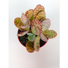 Toptan Kaktüs Kalanchoe Humilis Kırmızı Zebra Desert Suprise Kalanşo Sukulent Özel Tür 8.5 cm Kırmızı Saksıda