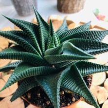 Egzotik Bahçe Haworthia Limifolia Succulent Tırtık Yapraklı Nadir Tür Sukulent