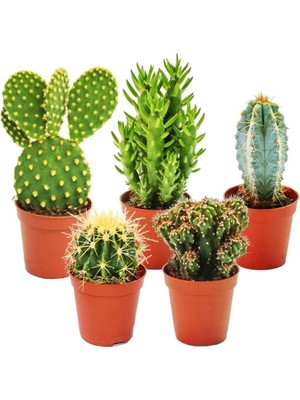 Egzotik Bahçe Egzotikbahçe 5'Li Kaktüs Set - Özel Kaktüs Çeşitleri