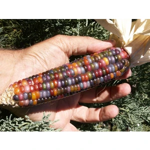 Berke Fidancılık Yerli Gökkuşağı (Indian Rainbow Corn) Mısır Tohumu (15 Adet)
