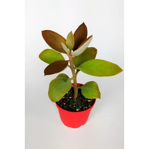 Toptan Kaktüs Kalanchoe Orgyalis Gold Kalanşo Çiçeği Copper Golden Spoons 8.5 cm Kırmızı Saksıda
