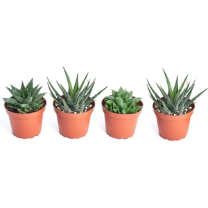 Egzotik Bahçe Egzotikbahçe 4'Lü Haworthia Set Fasciata-Cymbiformis-Limifolia-Royal Princes