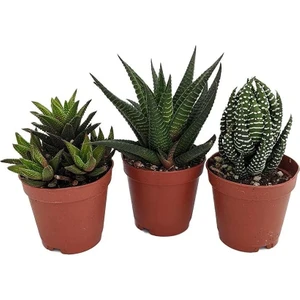 Egzotik Bahçe Egzotikbahçe 3'Lü Haworthia Sukulent Set