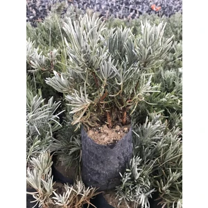 Bahçe Tipi Lavanta Fidanı 2 Adet 15-25 cm Intermedia