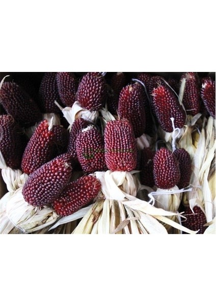 Yerli Çilek Mısır (Strawberry Popcorn) Tohumu (15 Adet)