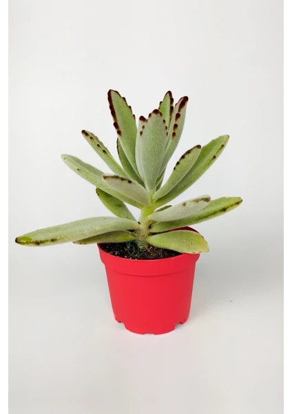 Toptan Kaktüs Kalanchoe Tomentosa Panda Bitkisi Kalanşo Sukulent 8.5 cm Kırmızı Saksıda