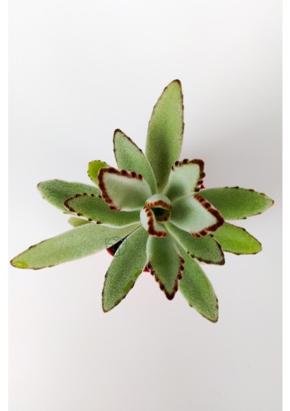 Toptan Kaktüs Kalanchoe Tomentosa Panda Bitkisi Kalanşo Sukulent 8.5 cm Kırmızı Saksıda