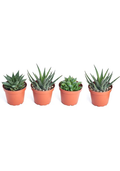 Egzotikbahçe 4'Lü Haworthia Set Fasciata-Cymbiformis-Limifolia-Royal Princes