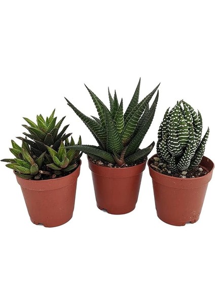 Egzotikbahçe 3'Lü Haworthia Sukulent Set