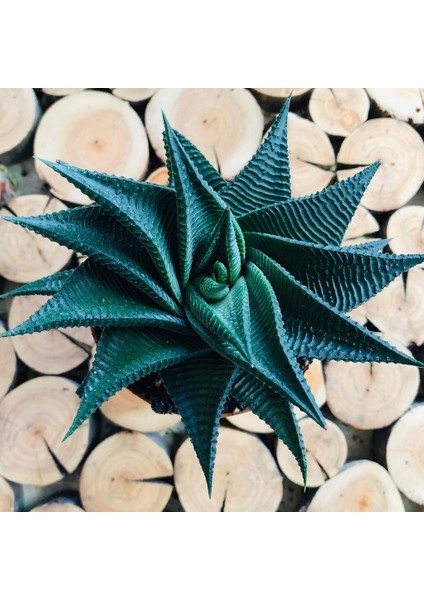 Egzotik Bahçe Haworthia Limifolia Succulent Tırtık Yapraklı Nadir Tür Sukulent