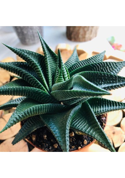 Egzotik Bahçe Haworthia Limifolia Succulent Tırtık Yapraklı Nadir Tür Sukulent