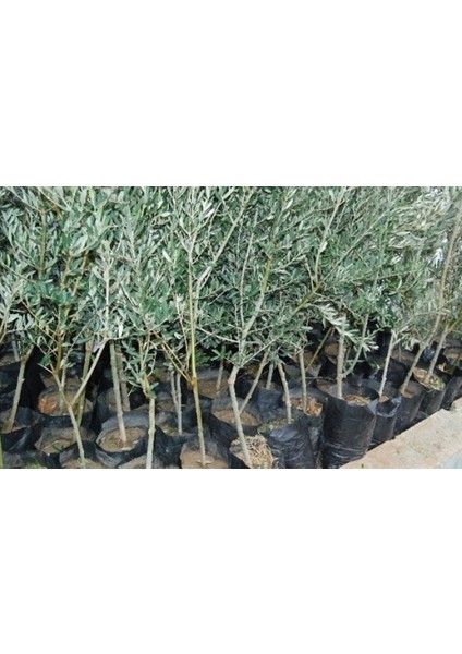 6 Adet Gemlik ( Tirilye ) Zeytin Fidanı Tüplü En Az 70cm fiyatları