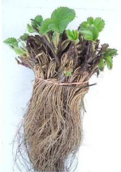 500 Adet Rubgygem Çilek Fidanı Açık Kök modelleri