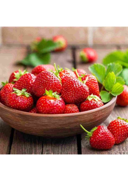 500 Adet Rubgygem Çilek Fidanı Açık Kök