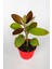 Toptan Kaktüs Kalanchoe Orgyalis Gold Kalanşo Çiçeği Copper Golden Spoons 8.5 cm Kırmızı Saksıda 1