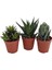 Egzotikbahçe 3'Lü Haworthia Sukulent Set 1