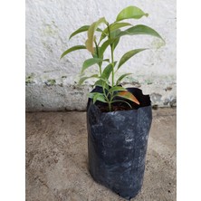 Yavuz Fidancılık Sapodilla Fidanı 2 YAŞ 10-15 CM