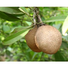 Yavuz Fidancılık Sapodilla Fidanı (2 Adet) 2 YAŞ 10-15 CM