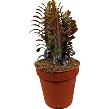 Bitki Fidanım Euphorbia Trigona  Afrika Süt Ağacı KAKTÜSÜ15-20CM