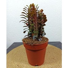 Bitki Fidanım Euphorbia Trigona  Afrika Süt Ağacı KAKTÜSÜ15-20CM