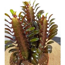 Bitki Fidanım Euphorbia Trigona  Afrika Süt Ağacı KAKTÜSÜ15-20CM