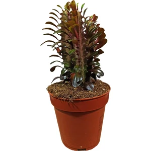 Bitki Fidanım Euphorbia Trigona  Afrika Süt Ağacı Kaktüsü15-20 cm
