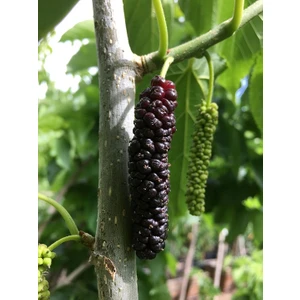 Şah Dut Fidanı (Siyah) Pakistan Mulberry