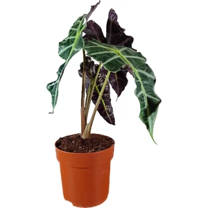 Bitki Fidanım Fil Kulağı Bitkisi - Alocasia Polly 30-40 cm