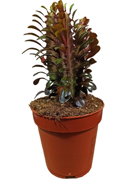 Euphorbia Trigona Afrika Süt Ağacı Kaktüsü15-20 cm