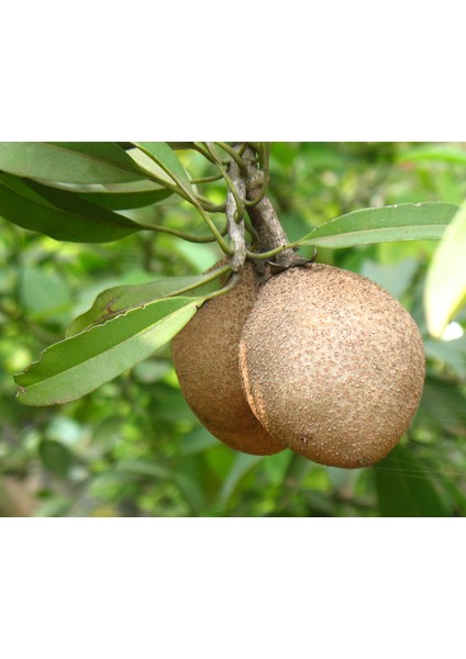 Sapodilla Fidanı (2 Adet) 2 YAŞ 10-15 CM