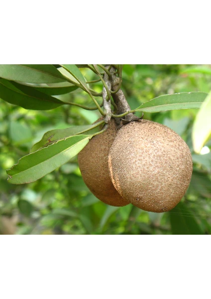 Yavuz Fidancılık Sapodilla Fidanı (2 Adet) 2 YAŞ 10-15 CM