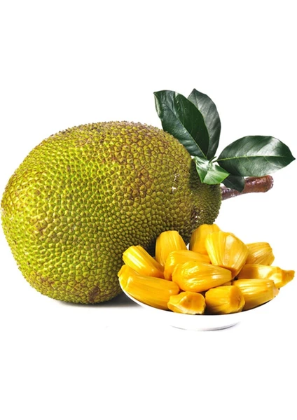 Yavuz Fidancılık Jack Fruit Fidanı 1 Yaş 50 CM