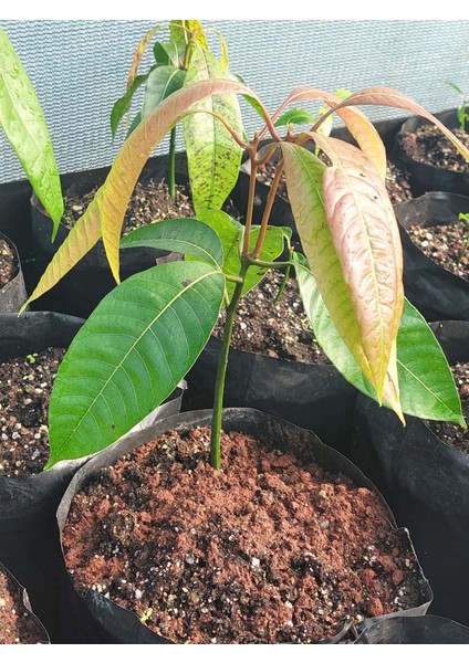 Aşısız Mango Fidanı (2 Adet) 2 YAŞ 20 CM