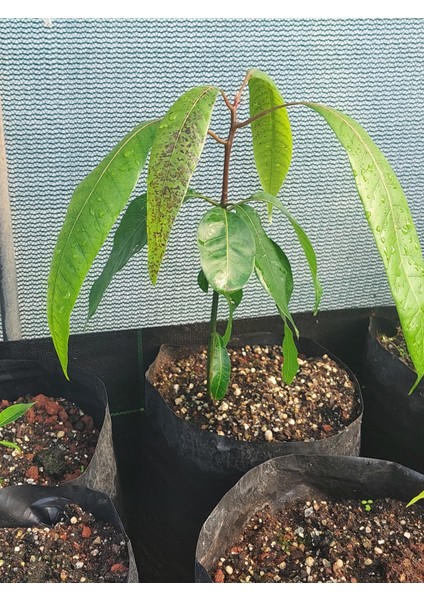 Aşısız Mango Fidanı (2 Adet) 2 YAŞ 20 CM
