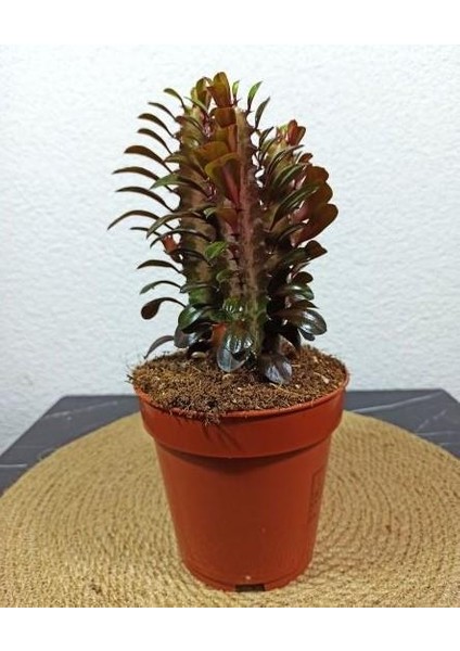 Euphorbia Trigona Afrika Süt Ağacı KAKTÜSÜ15-20CM