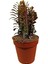 Euphorbia Trigona Afrika Süt Ağacı Kaktüsü15-20 cm 1