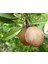 Sapodilla Fidanı (2 Adet) 2 YAŞ 10-15 CM 1