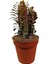 Euphorbia Trigona Afrika Süt Ağacı KAKTÜSÜ15-20CM 1