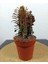 Euphorbia Trigona Afrika Süt Ağacı KAKTÜSÜ15-20CM 2