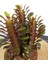 Euphorbia Trigona Afrika Süt Ağacı KAKTÜSÜ15-20CM 3