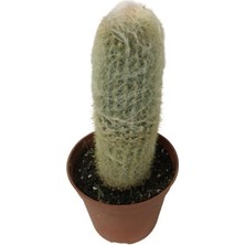 Armenbotanik Tüylü Kaktüs  (8,5 Cm'lik Saksıda)